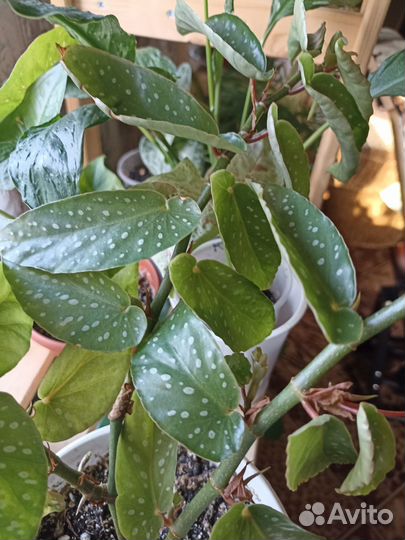 Бегония-кейн Альба-пикта