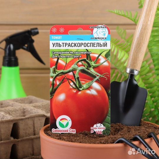 Рассада томатов