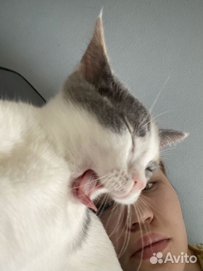 Котенок в добрые руки