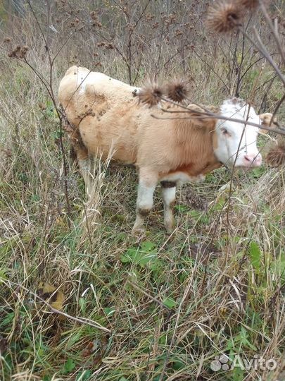 Корова с телятами