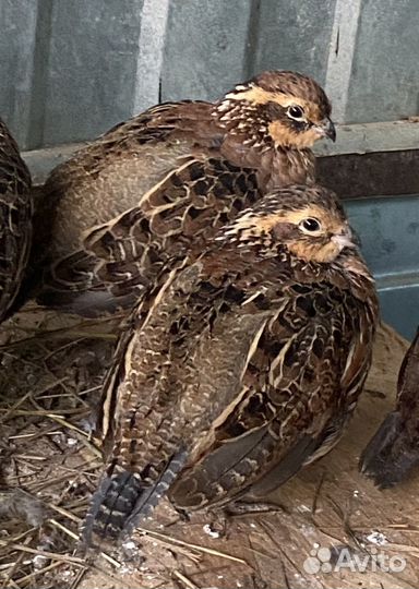 Виргинский перепел