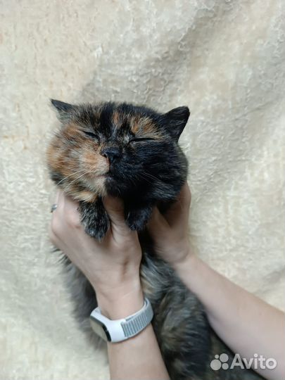 Кошечка стерилизованная