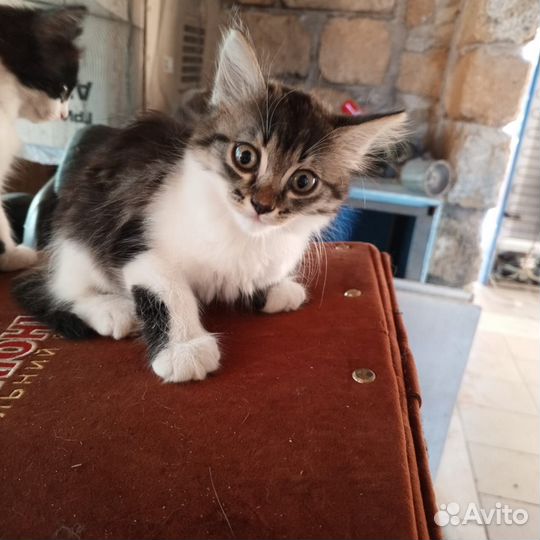 Красивые котята ищут дом