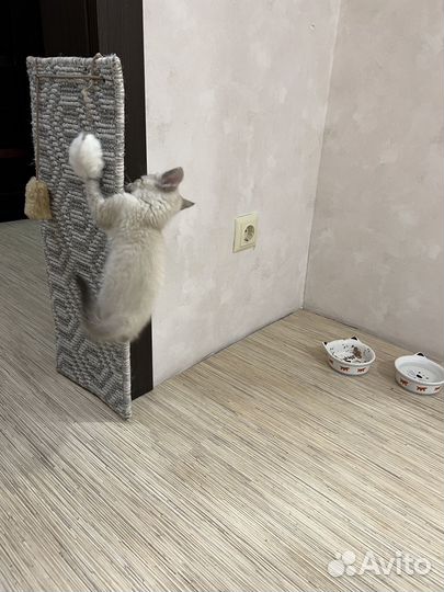 Котенок мальчик