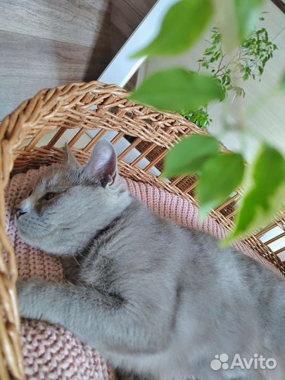 Лежанка для животных