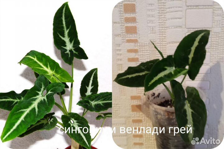 Продам комнатные растения