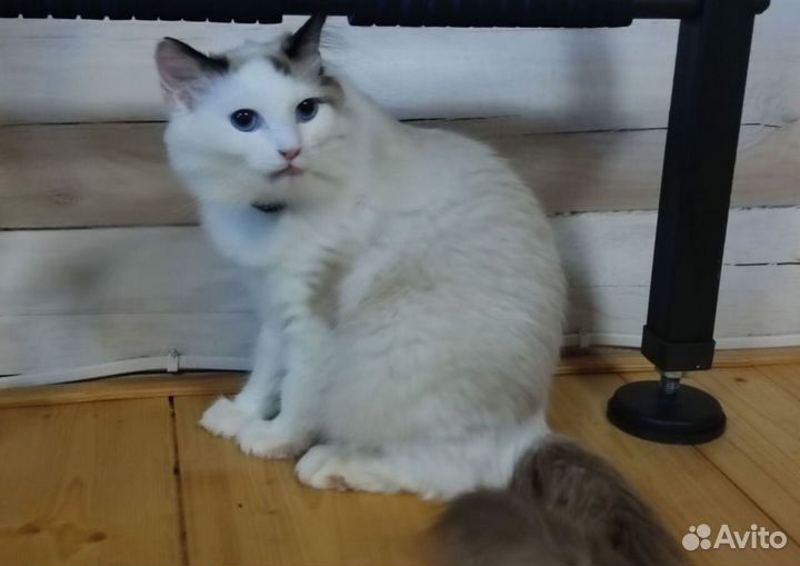 Котята рэгдолл