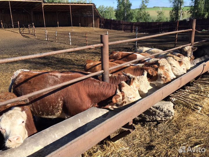 Бычки породы Герефорд