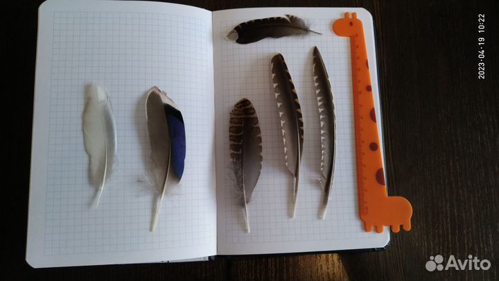 Перо вальдшнепа