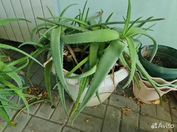 Комнатные растения