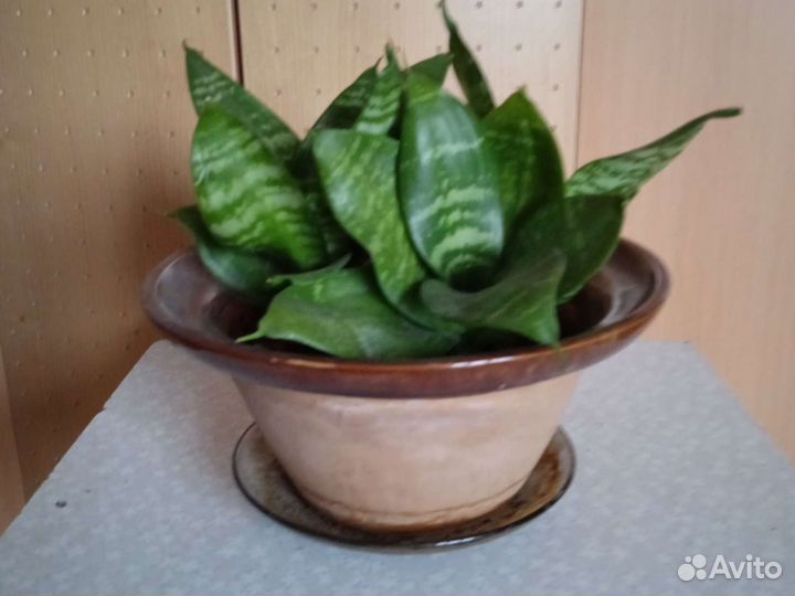 Сансеверия сортовая