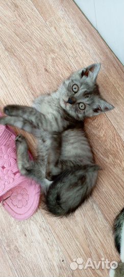 Котята