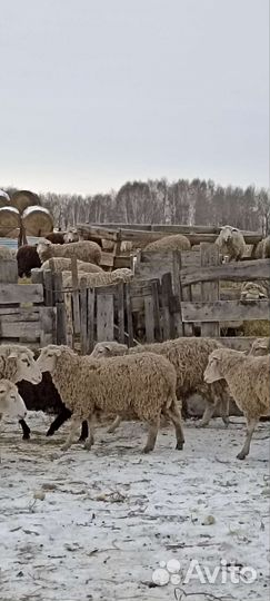 Овцы бараны