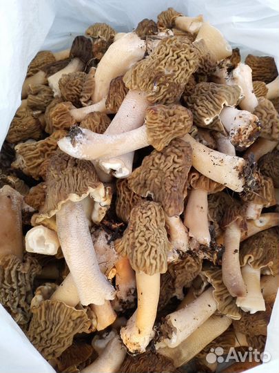 Грибы сморчки, сморчковая шапочка