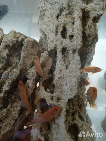 Лабидохромис Еллоу