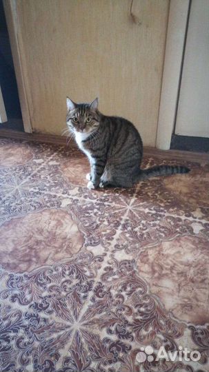 Кот