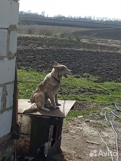 Отдам В добрые руки