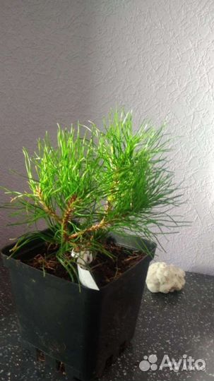 Сосна горная пумилио,туя смагард