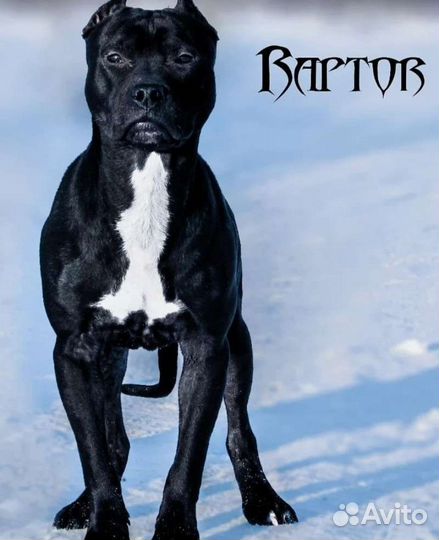 Чёрный питбуль щенки