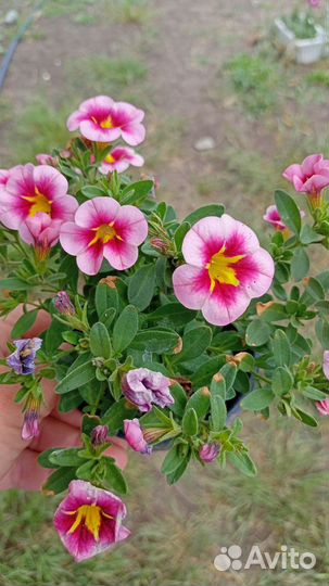 Цветы Калибрахоа, остеоспермум, немезия, петуния