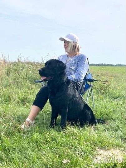 Кобель лабрадор ретривер