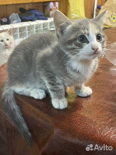 Котята сибирской кошки