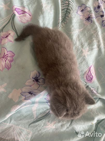 Британская кошка
