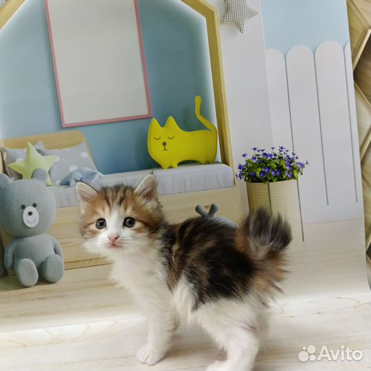 Курильский бобтейл