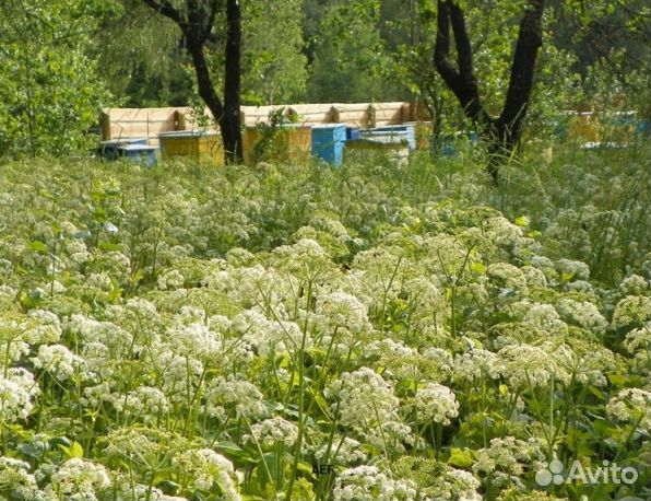 Мед 2024 года Алтайский оптом