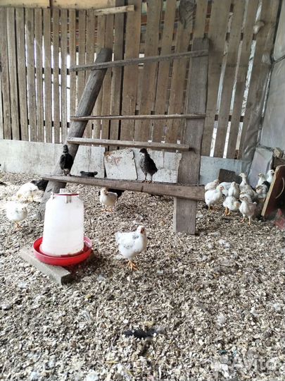 Цыплята с частного подворья