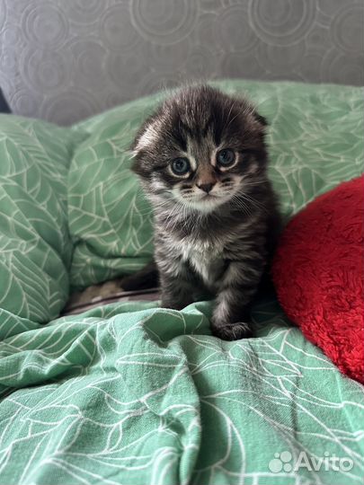 Котята