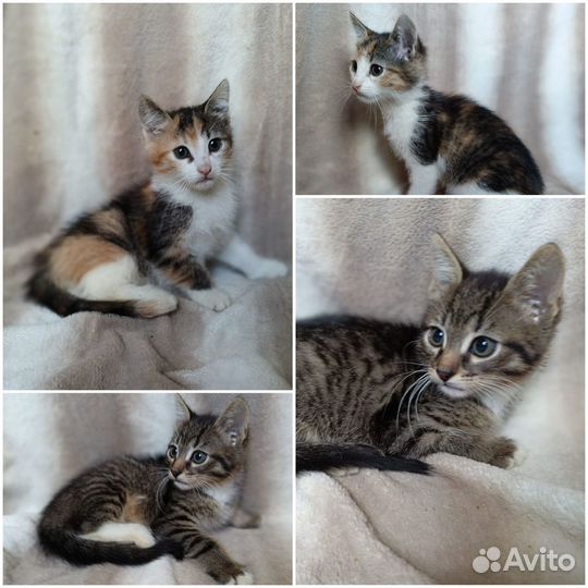 Котята малыши
