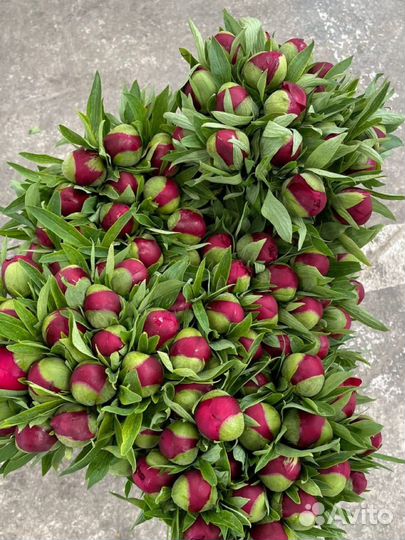 Пионы Новороссийск