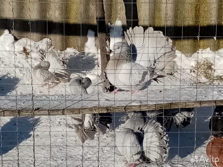 Голуби павлины