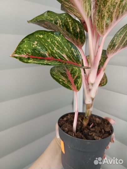 Аглаонема Личи ред