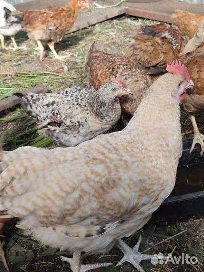 Породистые молодые петушки