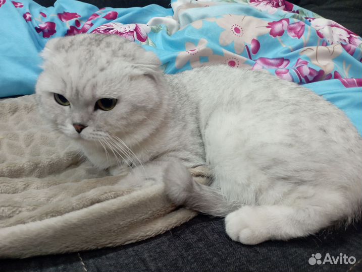Кот на вязку