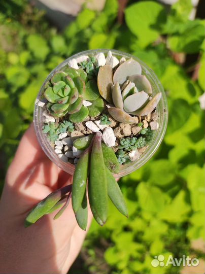 Суккуленты микс
