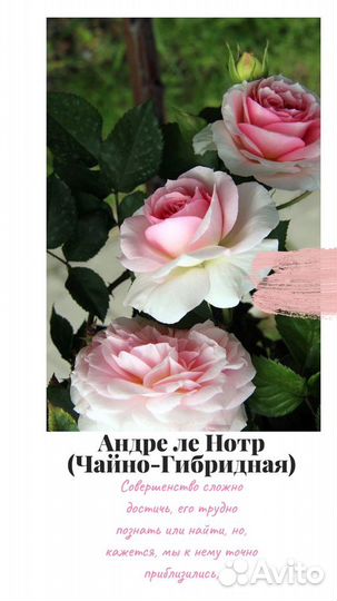 Розы Опт и Розница