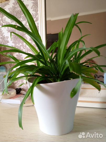 Хлорофитум