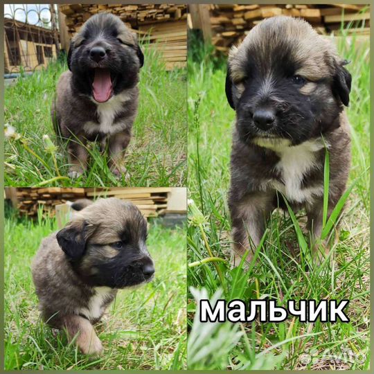 Отдам бесплатно