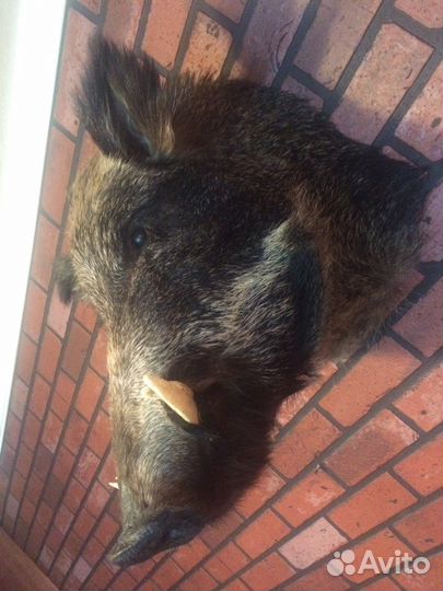 Чучело кабана