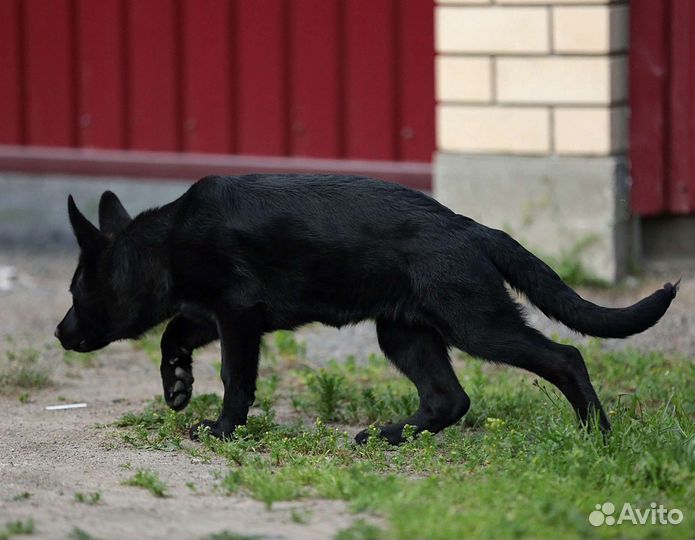 Щенок немецкой овчарки серебристого окраса