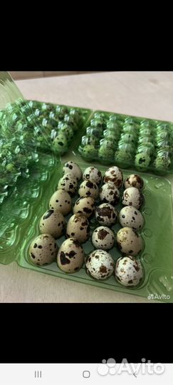 Продам яйцо перепелиное