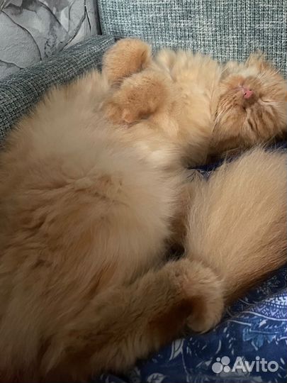 Персидская кошечка