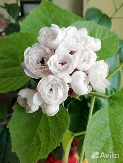 Клеродендрум филиппинский