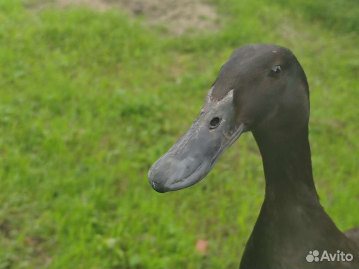 Утки и утята Индийский бегунок