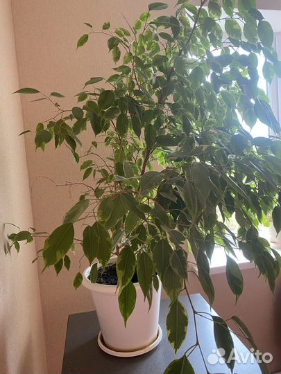 Фикус бенджамина большой, красивый