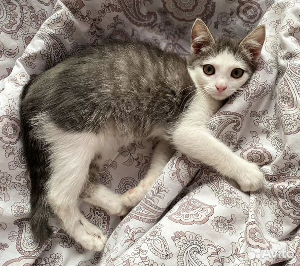 Котенок в дар бесплатно