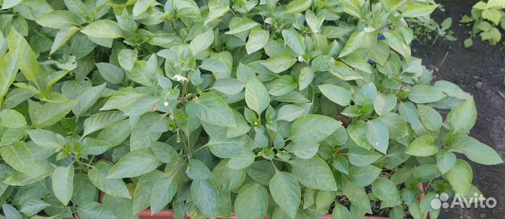 Рассада помидор, перца, капусты